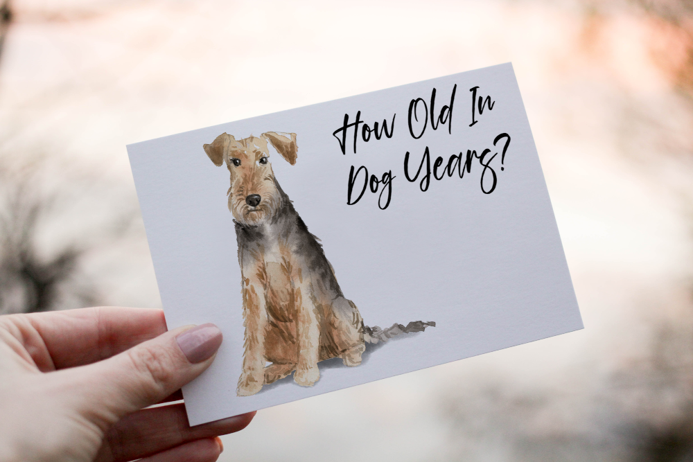 Welsh Terrier Dog Birthday Card, Dog Birthday Card - Click Image to Close